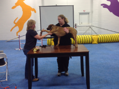 Lynn Nalepa and Dr. Cameron Weber at VSCR/Frolick Dogs Clinic