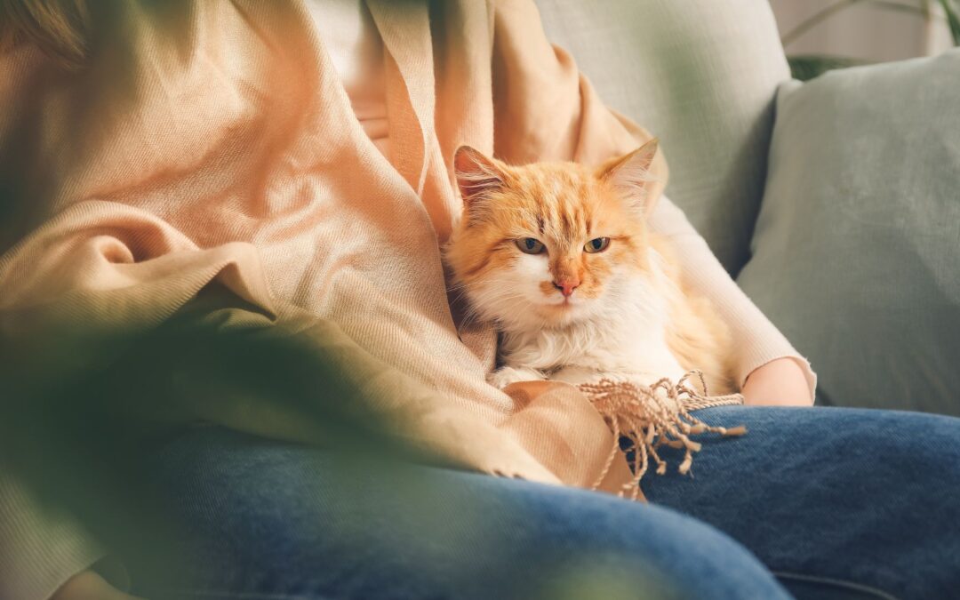 a cat sitting in a persons lap