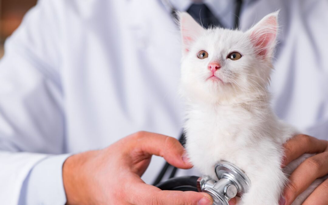 A white kitten being gently examined by a veterinarian