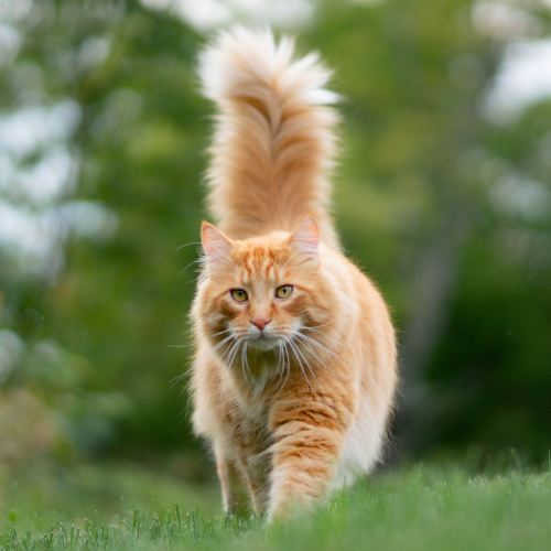 walking cat