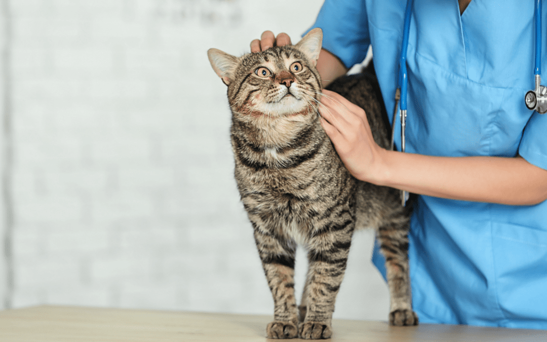A woman in a blue shirt gently pets a cat