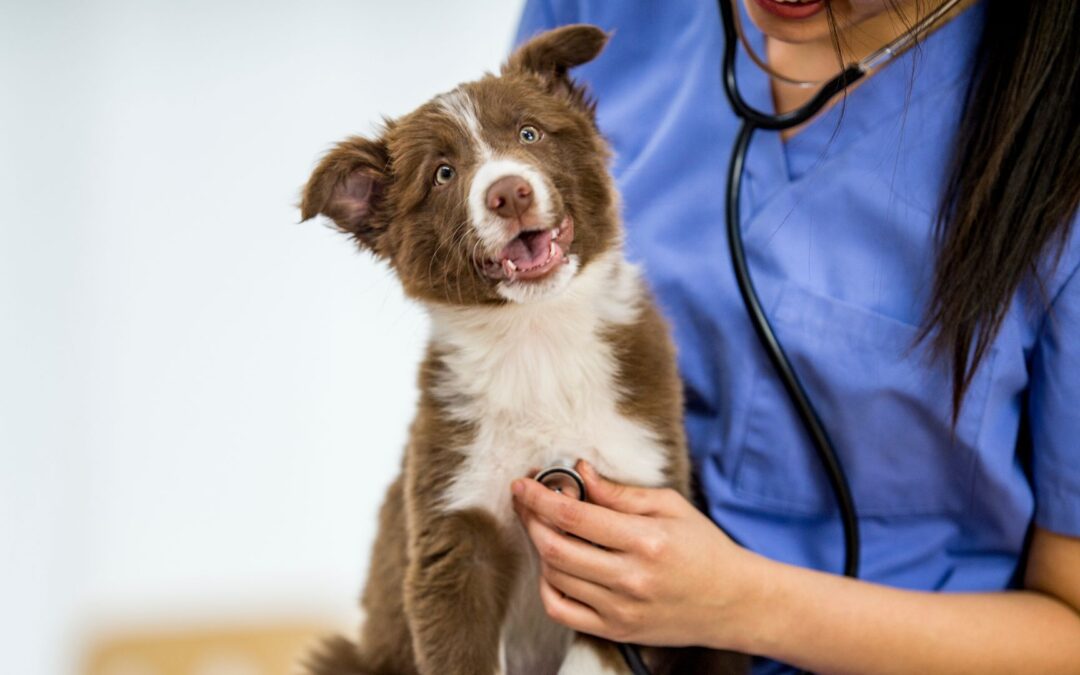 A woman in blue scrubs gently holds a dog