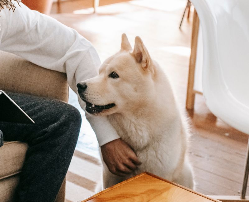 dog resting next to person