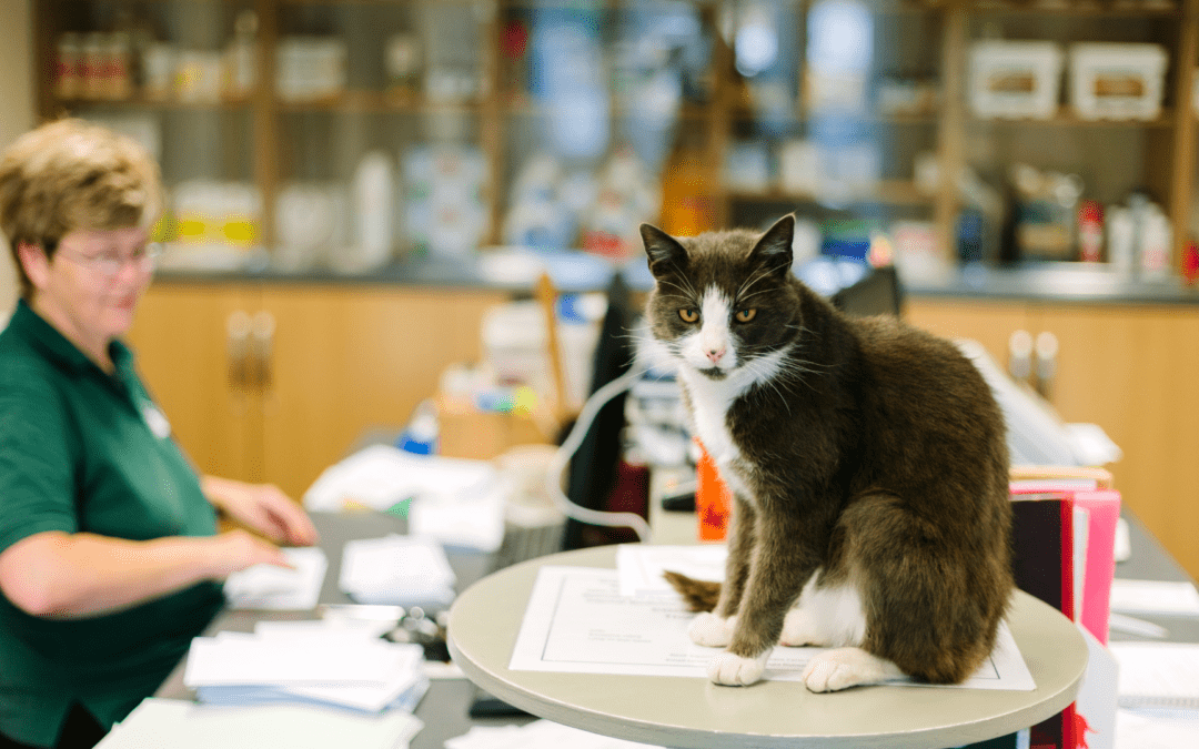 A cat comfortably sits on a desk in a veterinary office