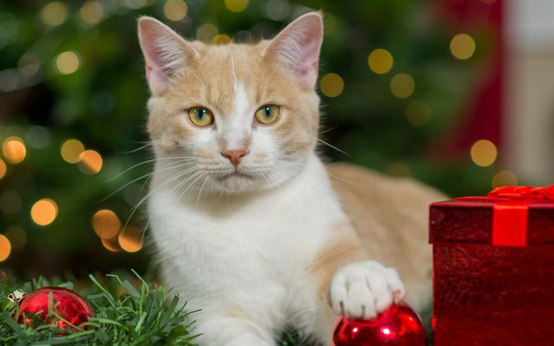 A cat sits peacefully on the table near a Christmas tree