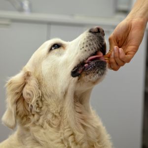 A person give medicine to dog