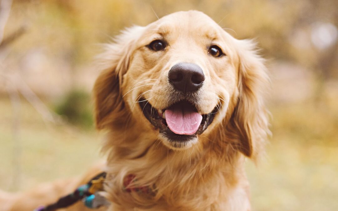 A smiling golden retriever gazes directly at the camera