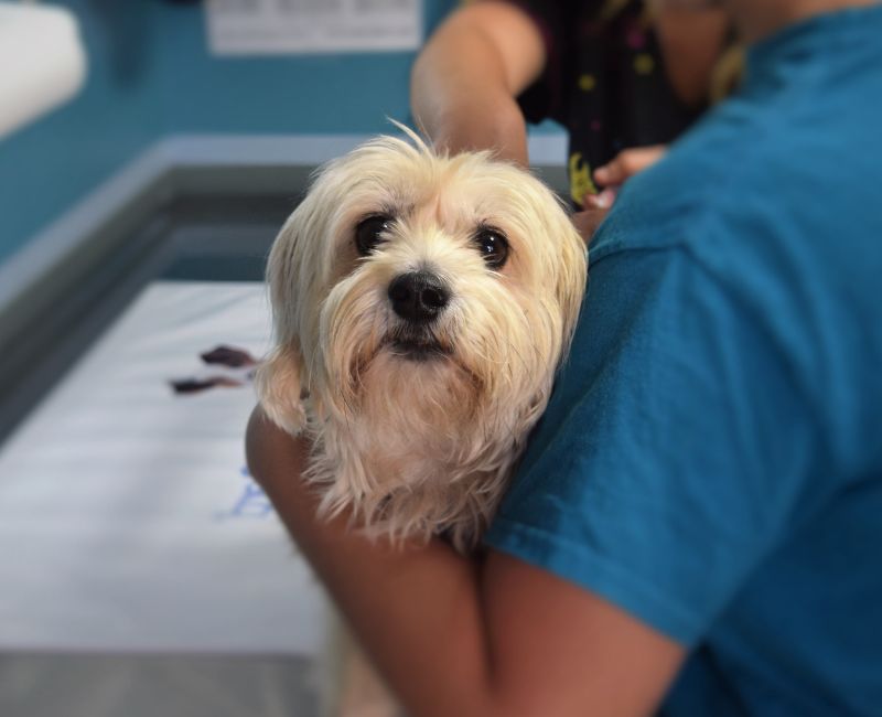 A small white dog being groomed by a vet