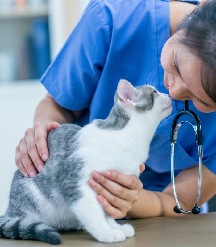 A woman in a blue shirt gently pets a cat