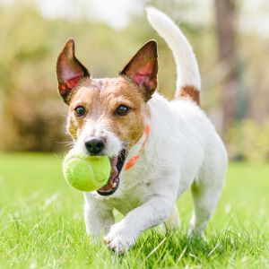 A dog joyfully runs with a tennis ball in its mouth