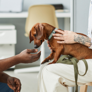 A woman gently petting a dog