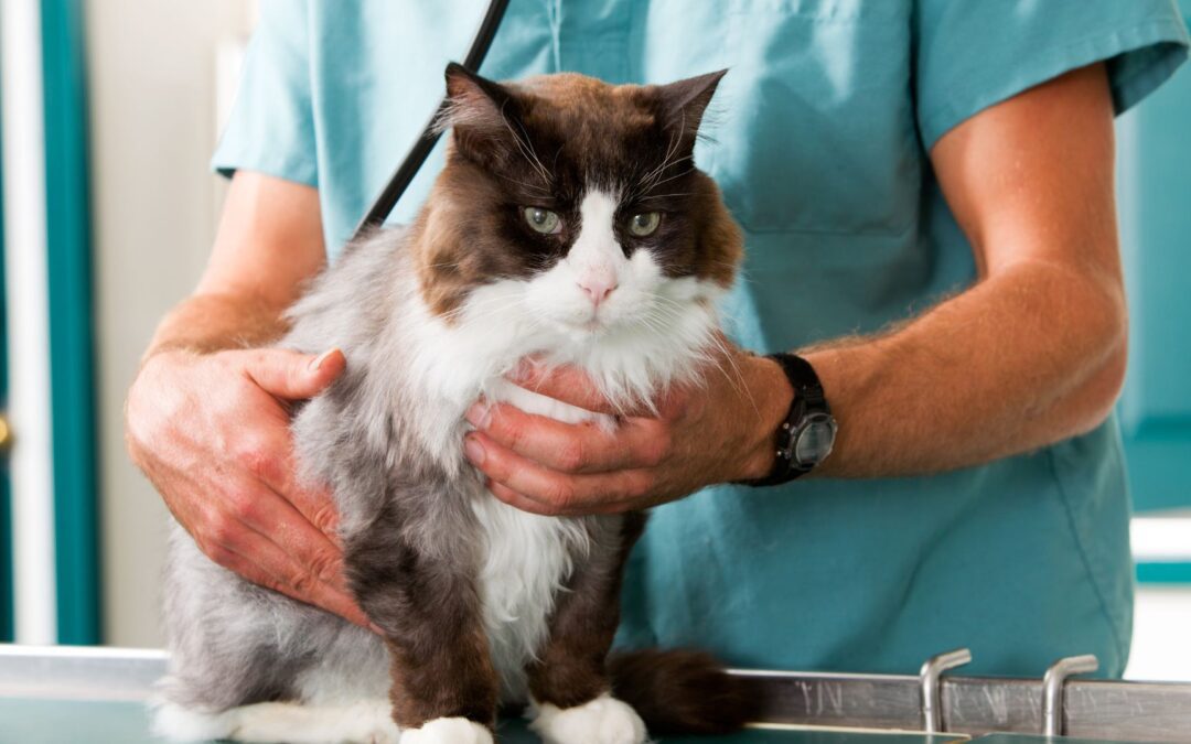 A veterinarian carefully examines a cat