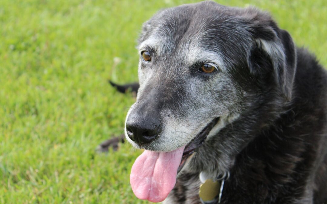 A dog lying in the grass