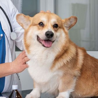 A veterinarian examines a dog