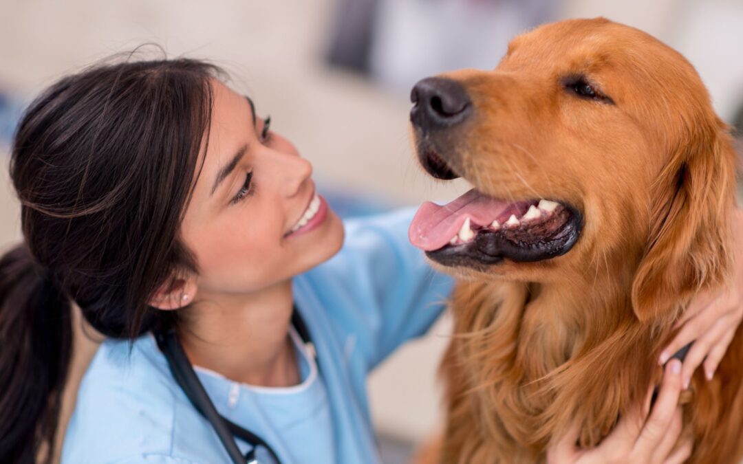 A woman in a blue shirt gently pets a dog