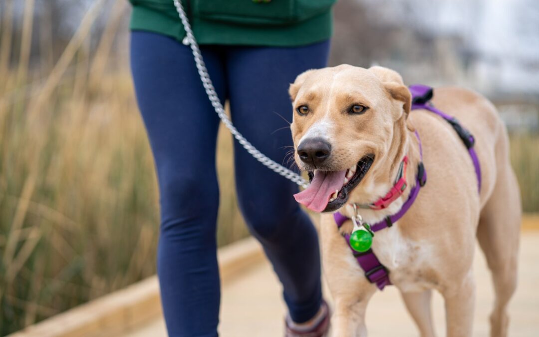 A woman walks her dog on a leash